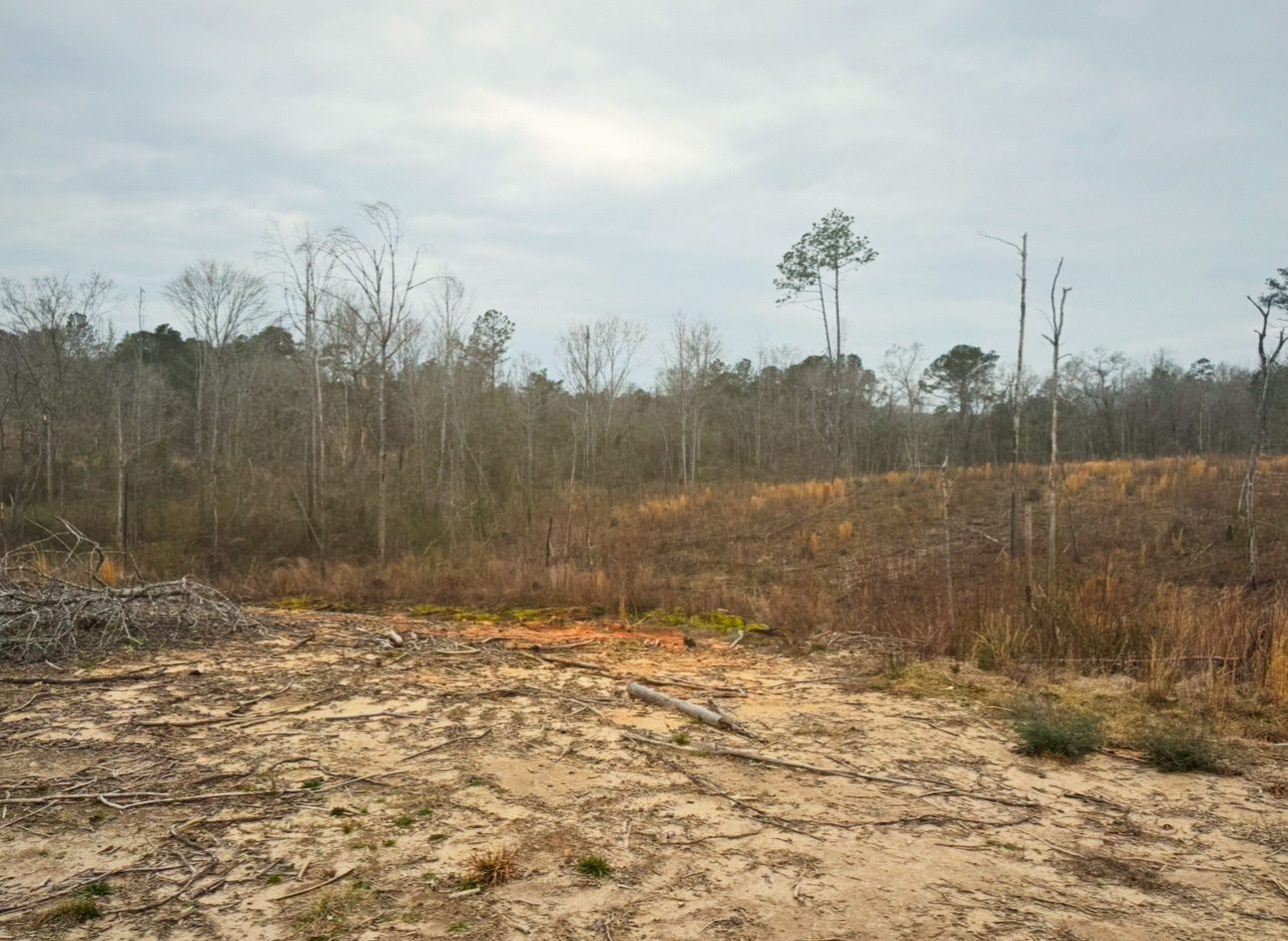 Hazy overgrown tract before clearing
