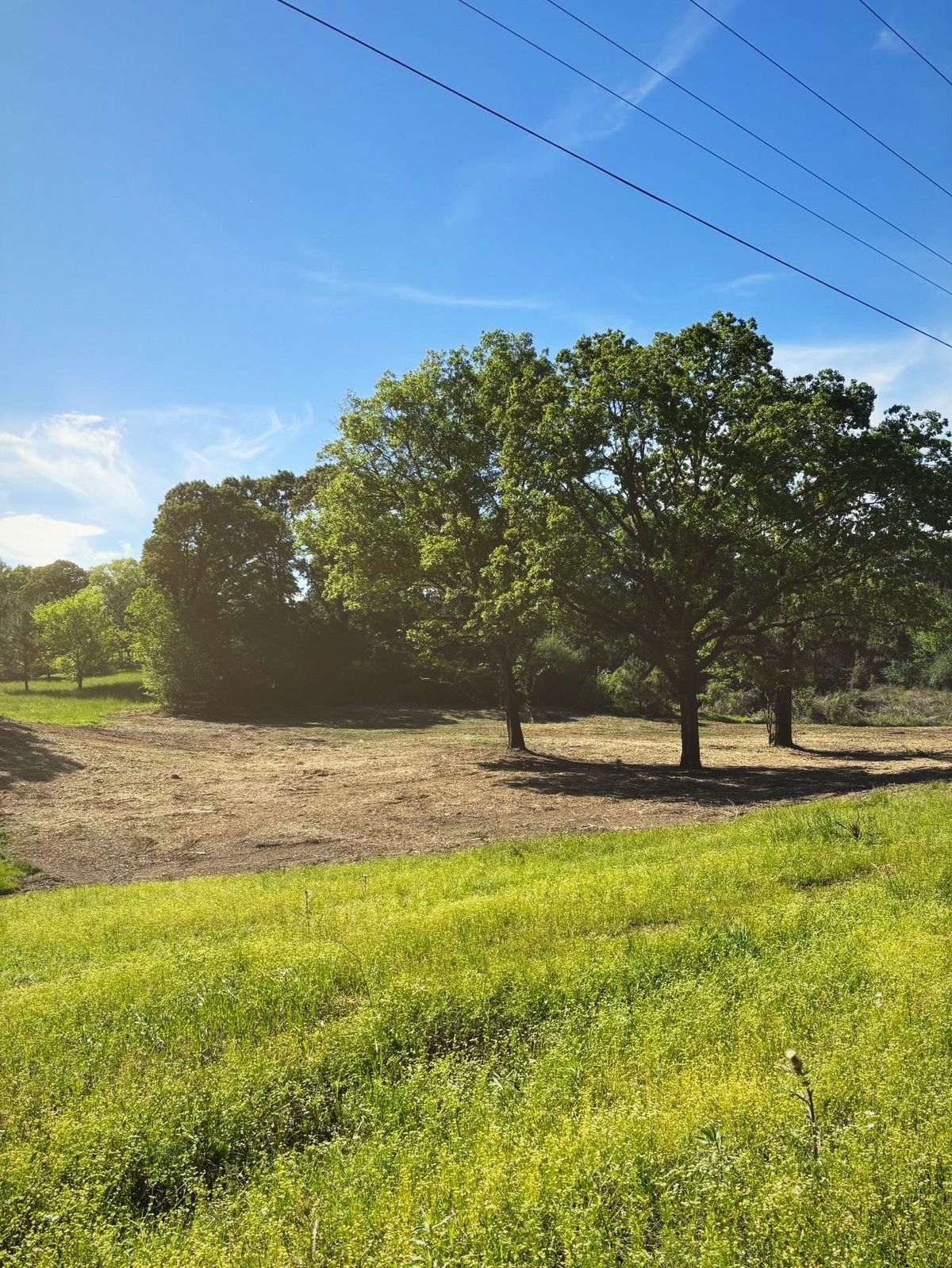 The same field cut clean around a large oak