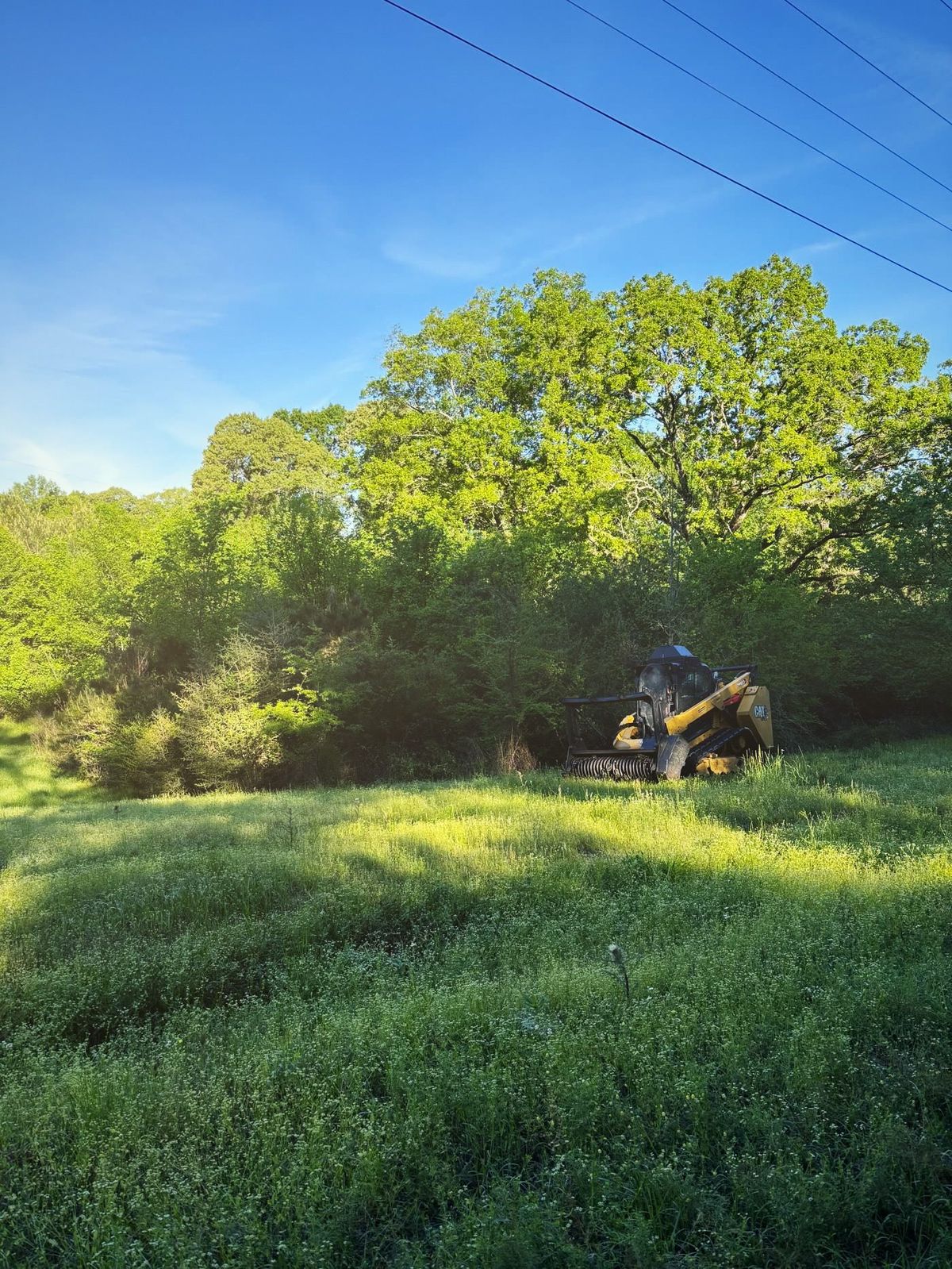 Field in tall overgrown grass before cutting