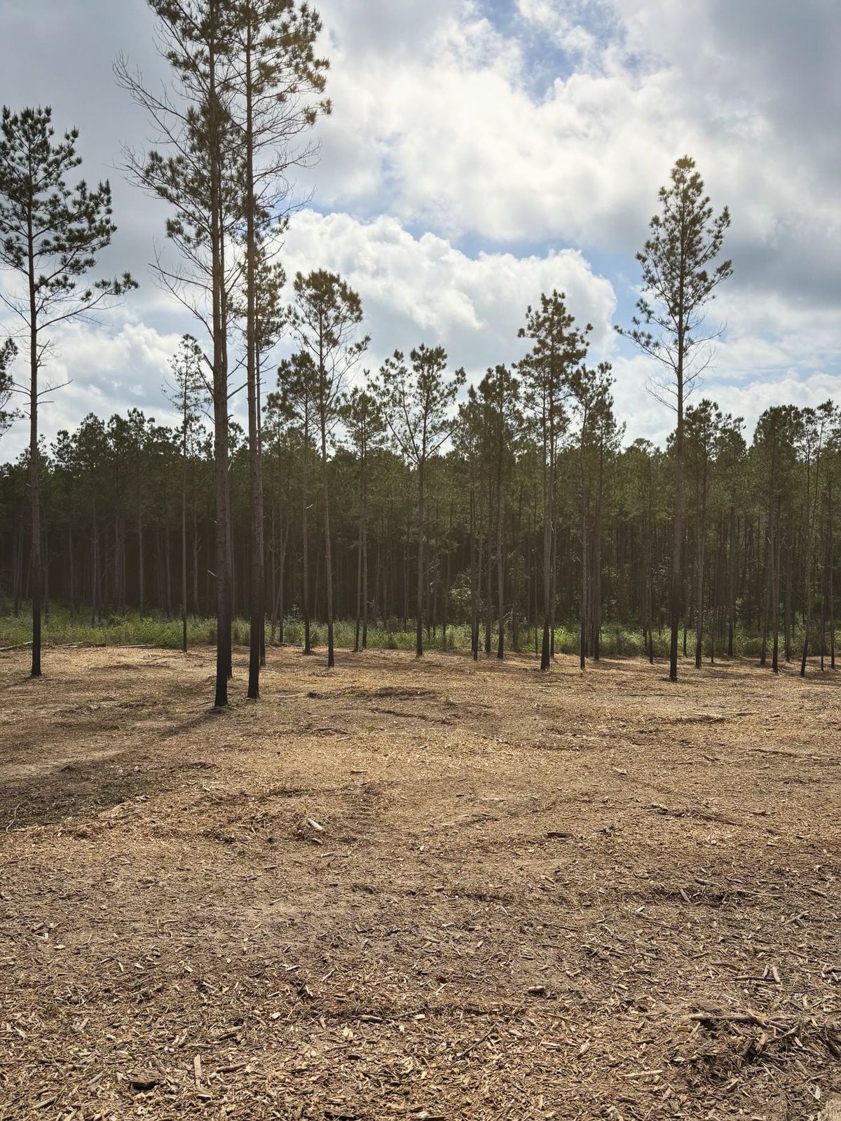 The same pine stand with a clean, open floor after clearing