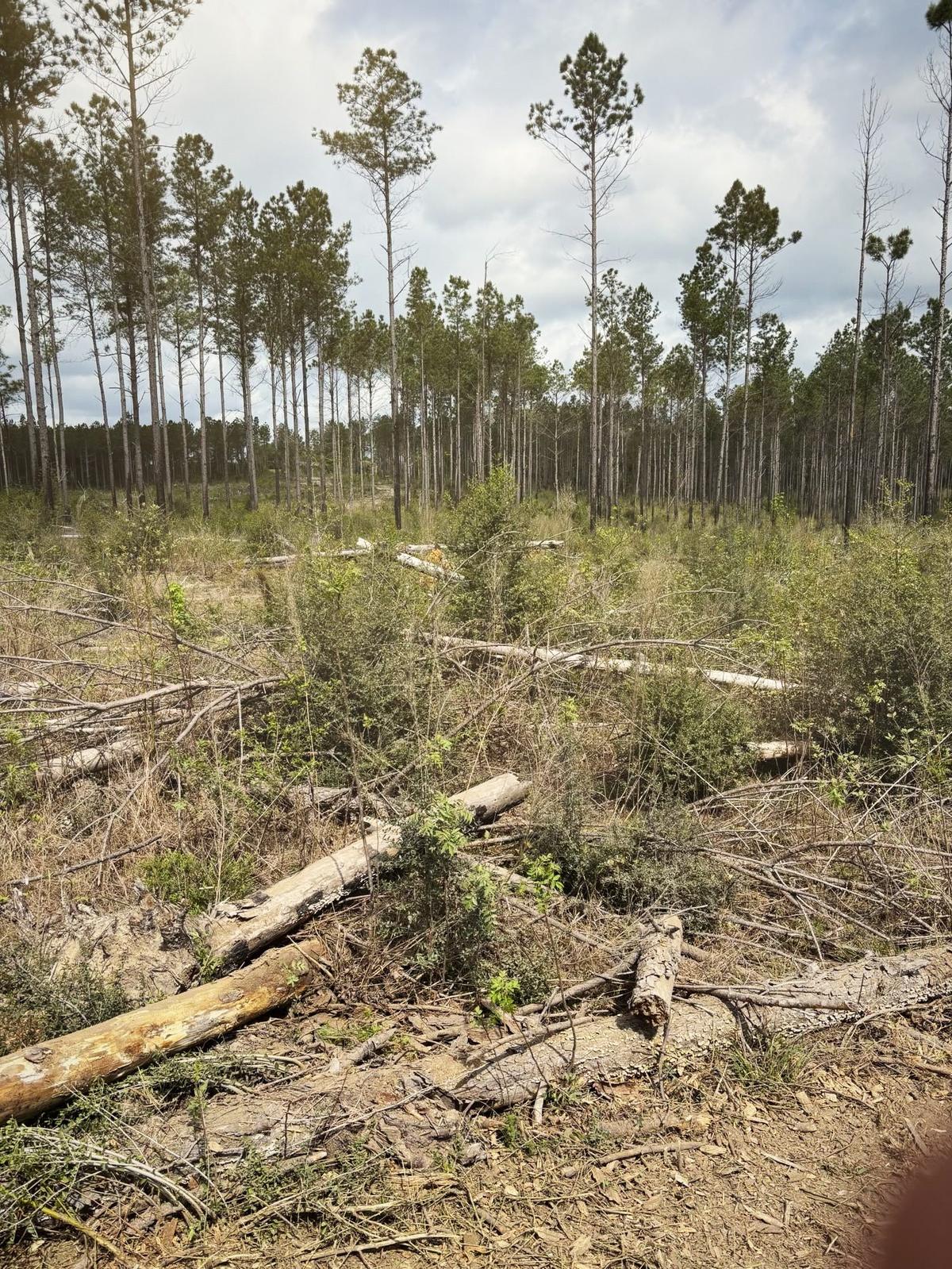 Pine stand littered with felled logs and slash before clearing