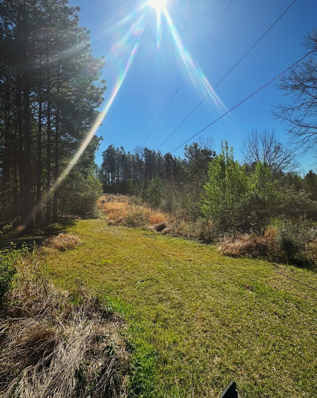 Overgrown slope before clearing