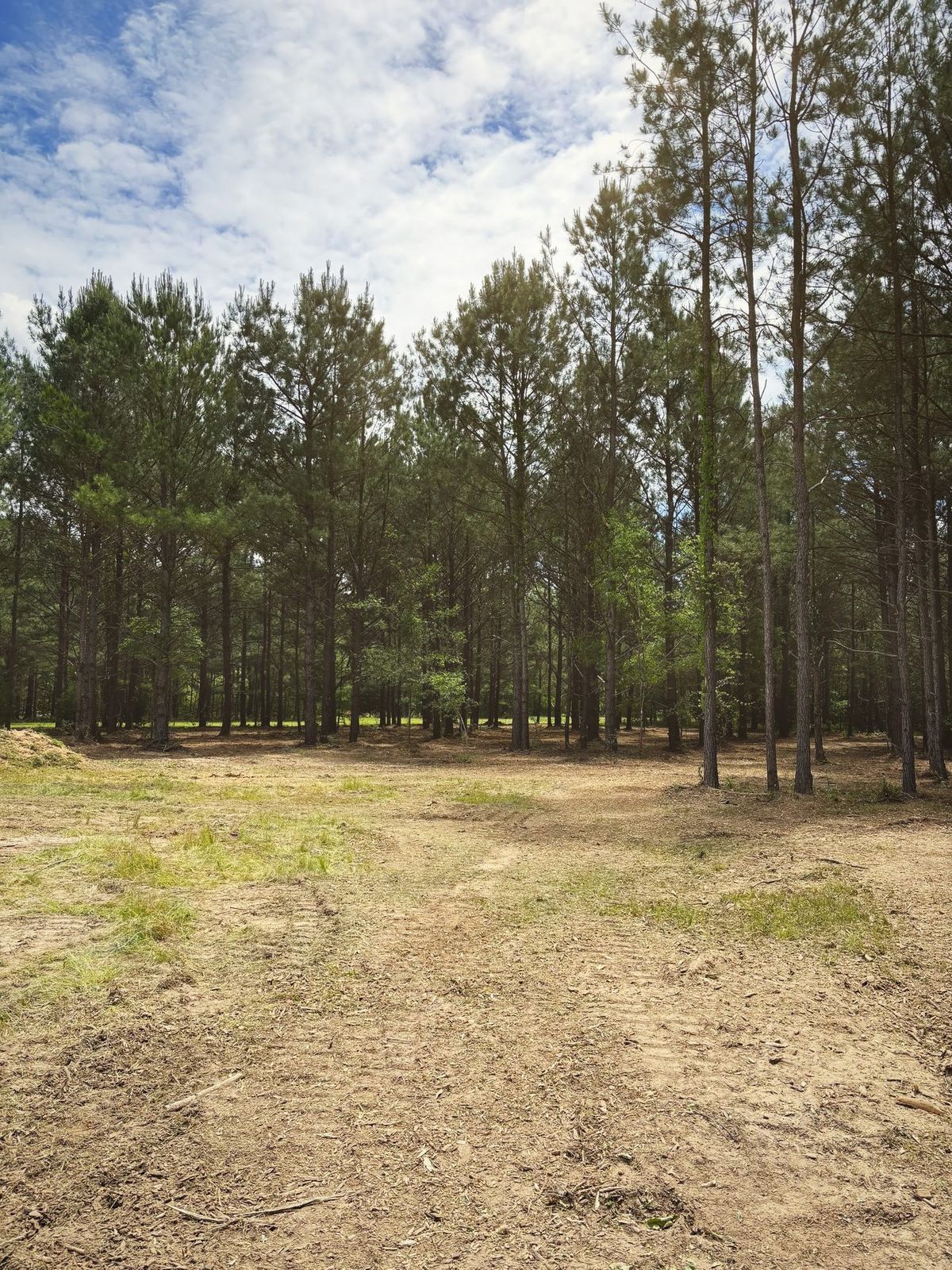 The same property cleared and open after mulching