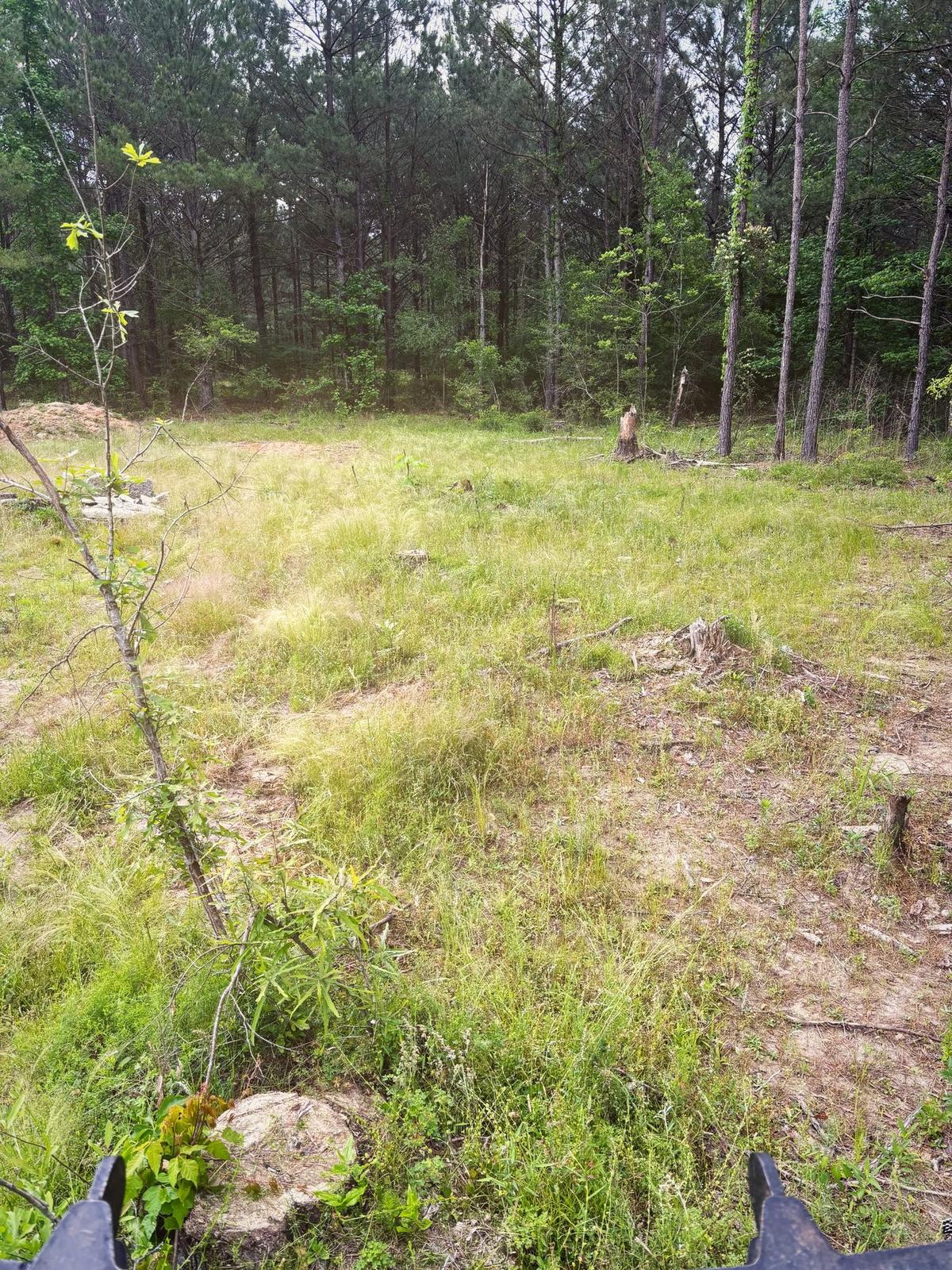 Property overgrown with heavy brush before mulching
