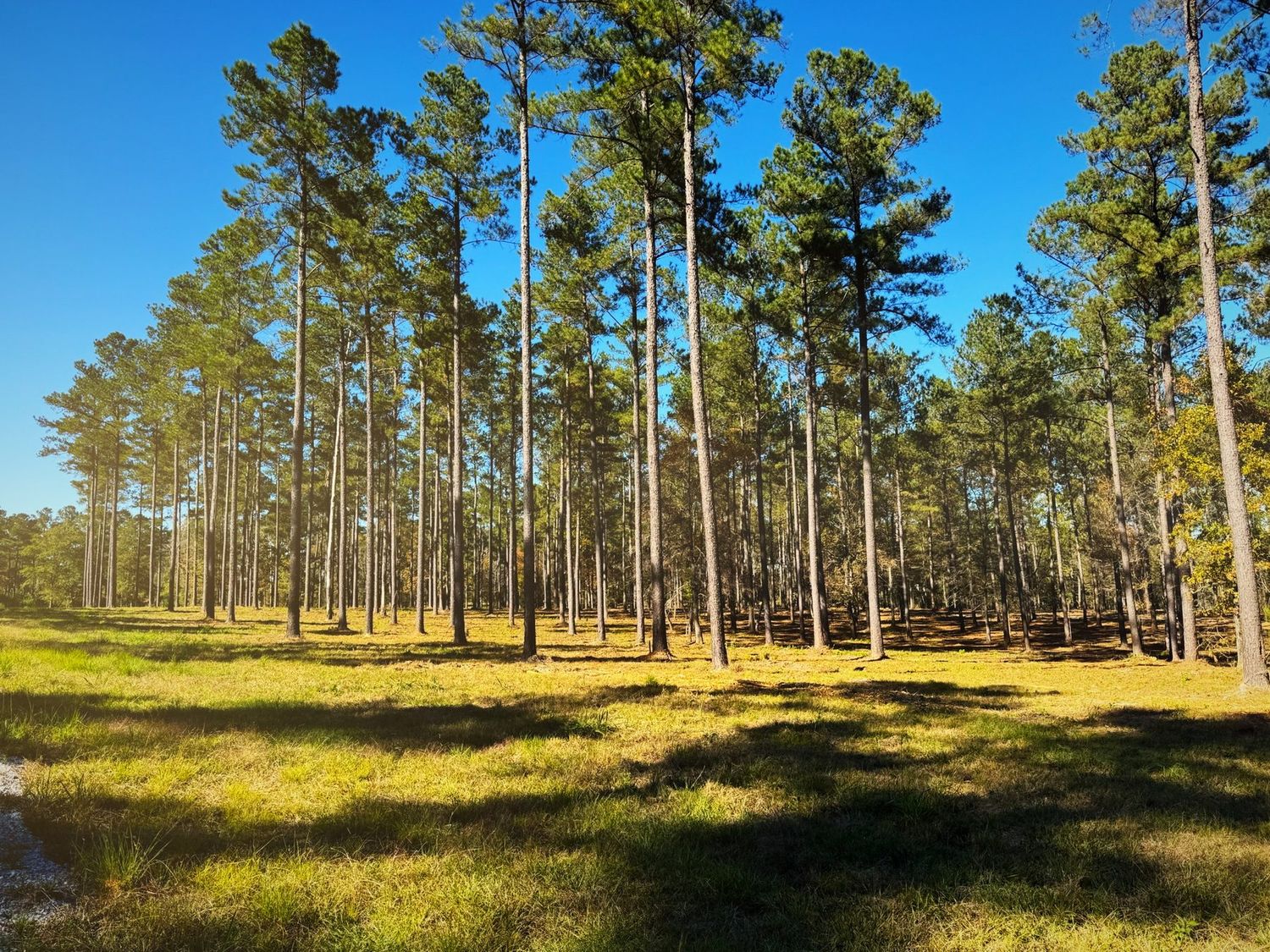 Wide view of a cleared and graded tract