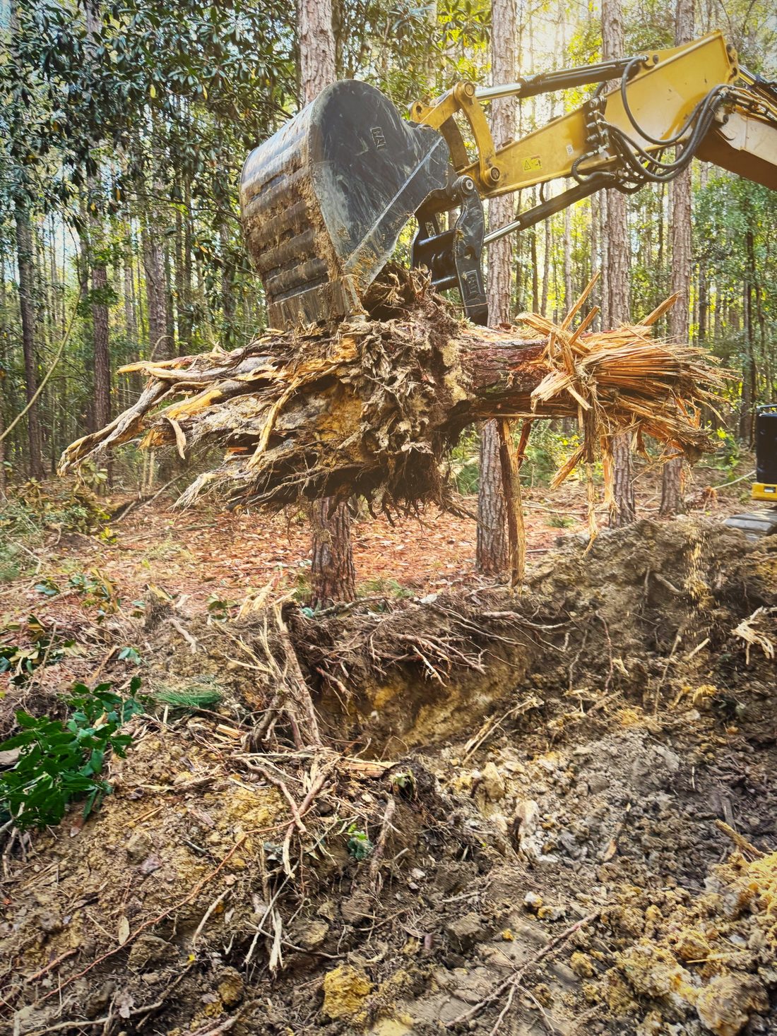 Excavator lifting a pine root ball out of the ground