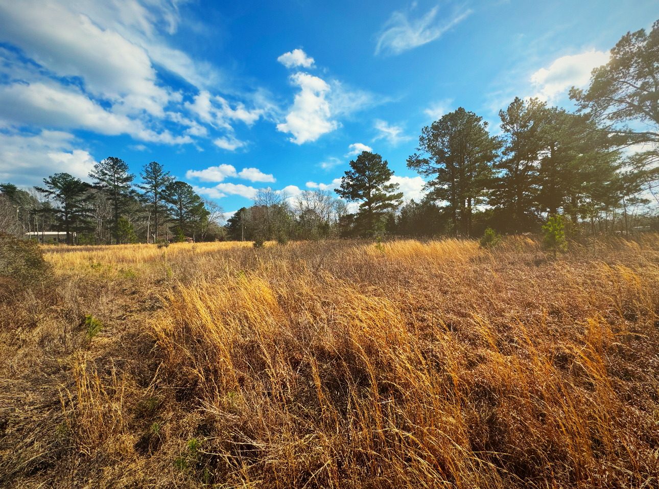 Cleared open ground under standing pines