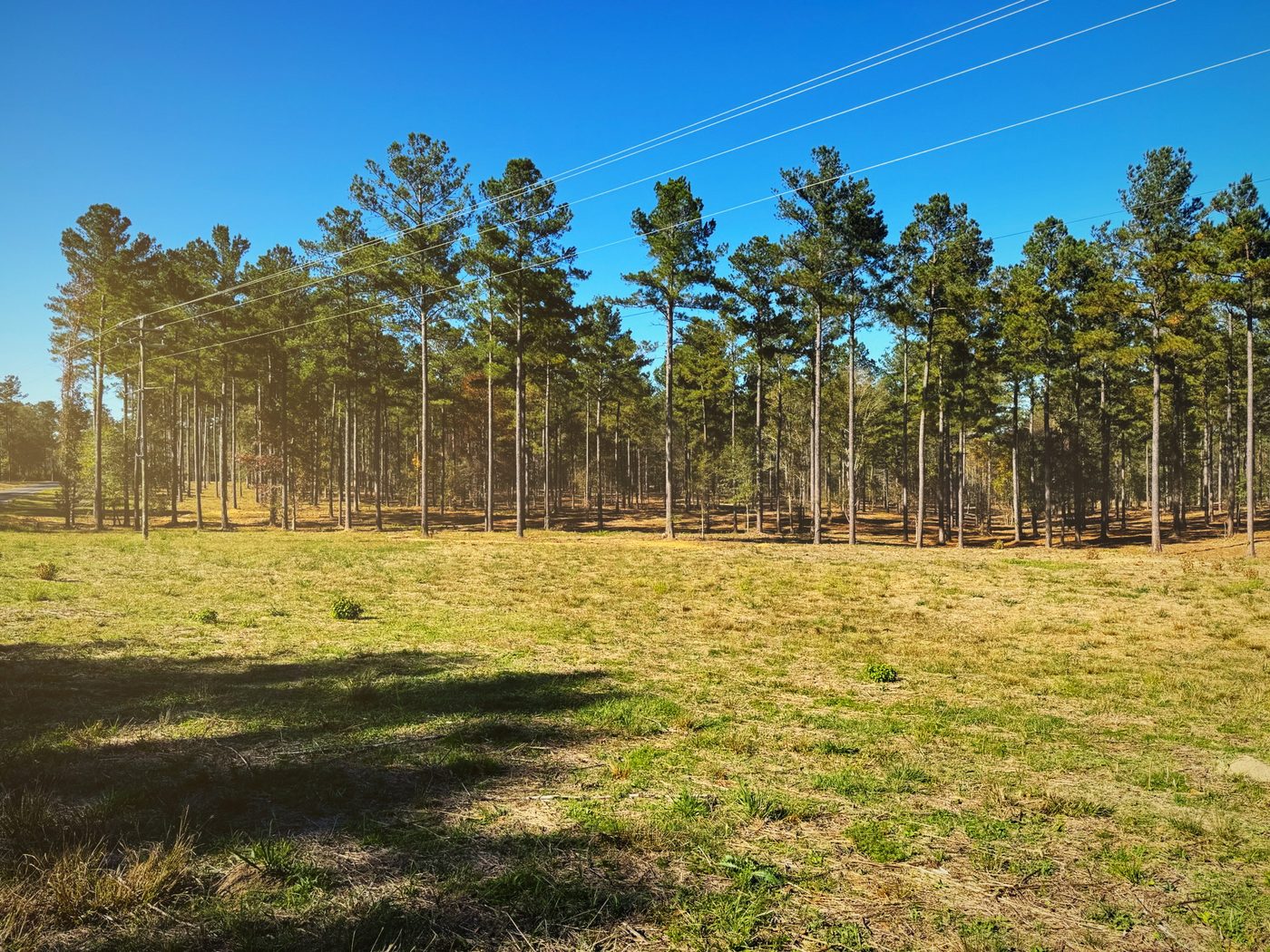 Cleared ground with mulch layer under open pines